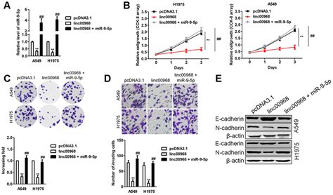 Linc Inhibits The Tumorigenesis And Metastasis Of Lung