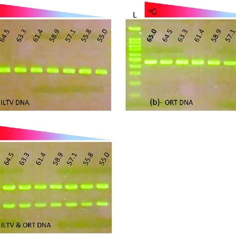 Optimization of annealing temperature. Multiplex PCR reactions were... | Download Scientific Diagram