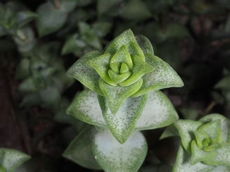 El Cuidado Que Debes Darle A La Crassula Perforata Ocho Ochenta Noticias