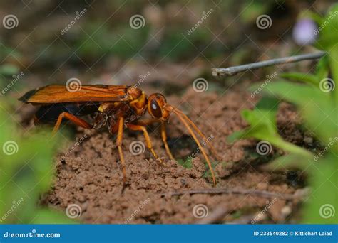 Digger wasp stock photo. Image of insect, nature, background - 233540282