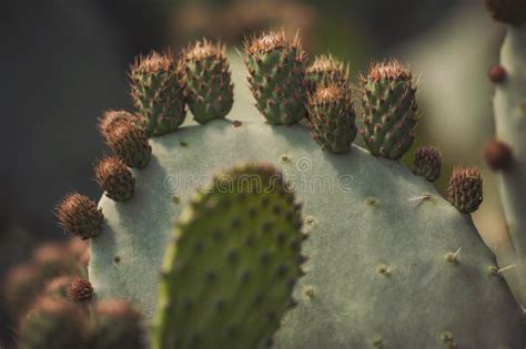 Prickly Pear Cactus Close Up With Fruit In Red Color Cactus Spines