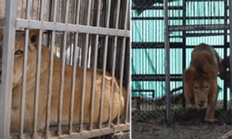 Après 8 Ans Passés En Cage Des Lions De Cirque Secourus Touchent L