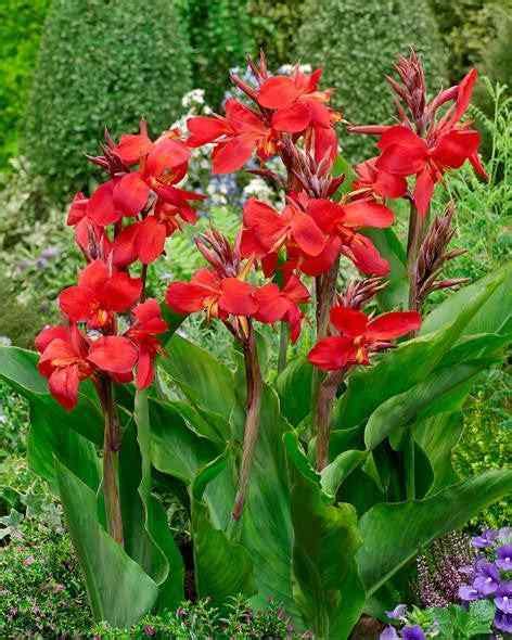 30 meilleurs types de variétés de lys de canna Goodgardenthing