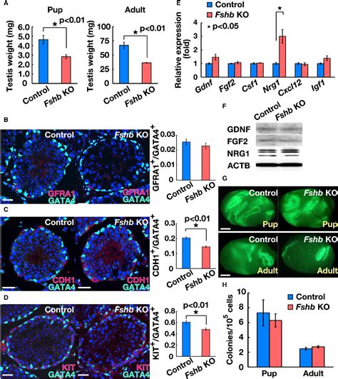 Figure 1 From The Luteinizing Hormone Testosterone Pathway Regulates