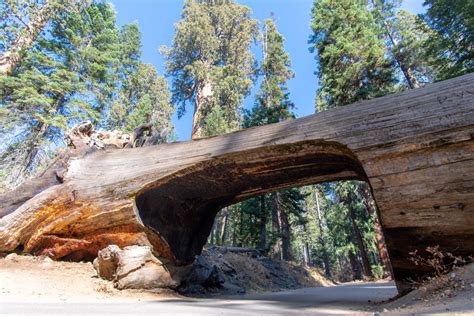 Parque Nacional Da Sequoia Na Califórnia Guia 2024