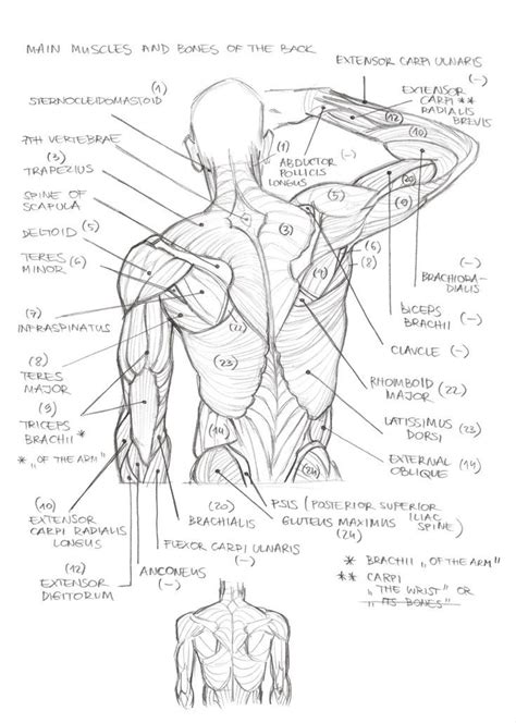 Anatomia Hombre Claudio Pacheco