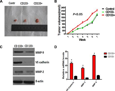 Cd133 Cancer Like Cells Promoted The Expression Of Ve Cadherin Mmp 2