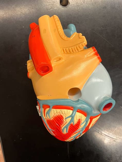 Posterior View Of Heart Model Diagram Quizlet