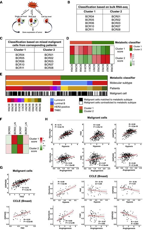 Bulk And Single Cell Transcriptome Profiling Reveal The Metabolic