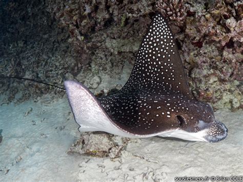 Sous Les Mers Aetobatus Ocellatus Raie Aigle Tachet E