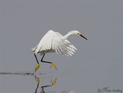 Snowy Egret Golden Slippers Running On Water Feathered Photography