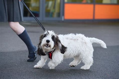Dexter The Dog Hope Primary Huyton Liverpool Echo