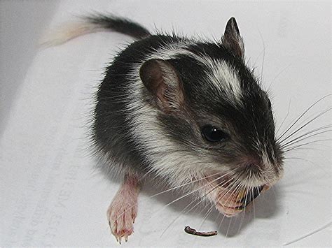 Fuzzy Feet 'n' Furry Tails Gerbils: September 2010