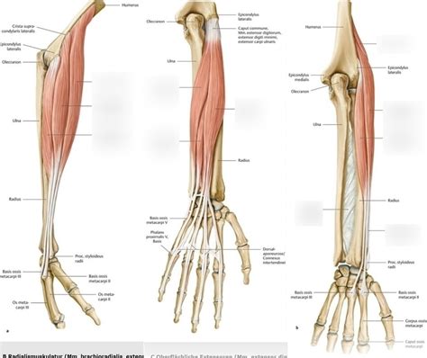 Schaubild Muskeln Unterarm Quizlet