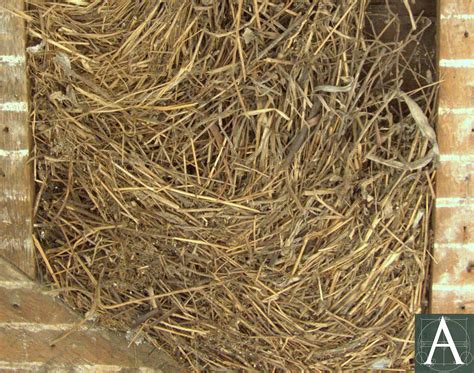 Eelgrass Insulation | Archipedia New England