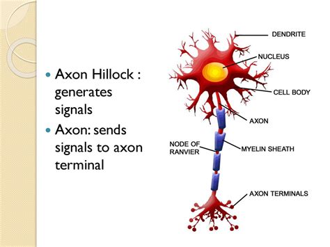 January Objectives Journal Label The Structure Of A Neuron