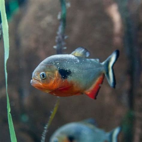 Black Spot Piranha - Georgia Aquarium