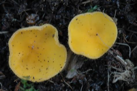 Cheilymenia Vitellina · Inaturalist