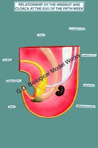 Relationship Of The Hindgut And Cloaca At The End Of The 5th Week Embryology Model At ₹ 2500