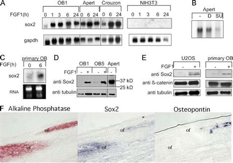 Expression Of Sox2 In Osteoblasts A MRNA For Sox2 Is Induced By FGF