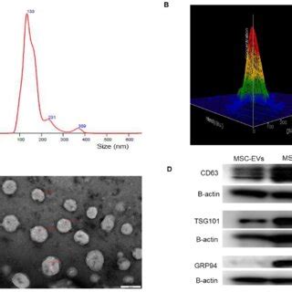 Characterization Of Isolated Human Bone Marrow Derived Msc Evs A