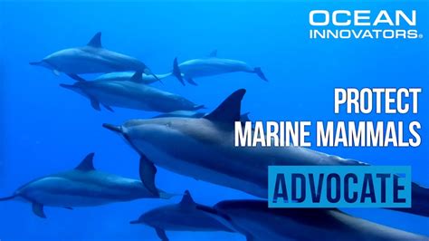 International Marine Mammal Project Ocean Innovators