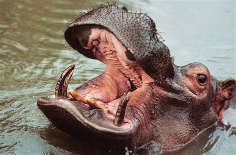 So sieht es aus wenn einem Nilpferd Zähne geputzt werden