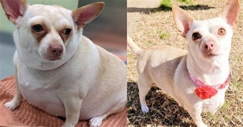 Chiedono Di Sopprimere La Loro Cagnolina Perch Obesa Perde Peso E