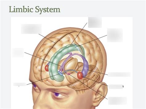 Limbic System Diagram | Quizlet