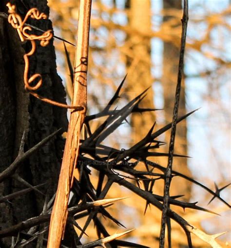 Black Locust Tree Thorns by This-Kiss on DeviantArt