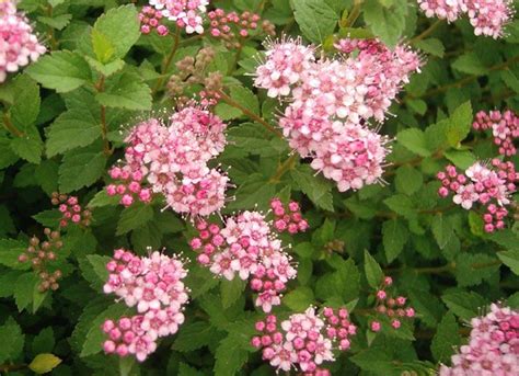 Little Princess Dwarf Spirea Shrubs Spirea Shrub Little Princess