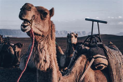 barthel index modified  point version ot dude