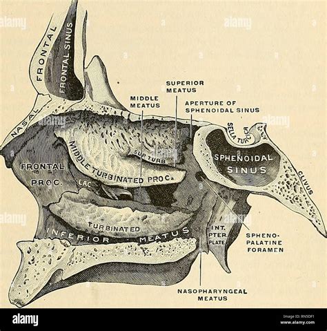 Inferior nasal concha hi-res stock photography and images - Alamy