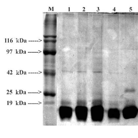 Sds Page Analysis Of Ammonium Sulfate Fractions M Marker Lane 1 Download Scientific Diagram