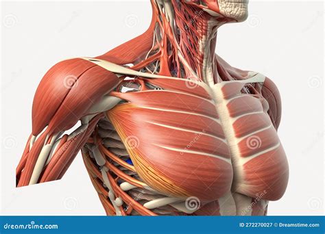 Human Anatomy Detail Of Shoulder Muscle Bone Structure Arteries