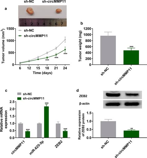 Silencing Of Circmmp Repressed Tumor Growth In Vivo A B The Growth