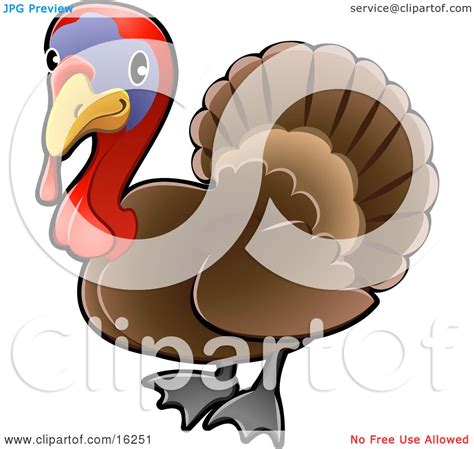 Adorable Brown Turkey Bird With A Purple Face And Red Wattle And Snood ...