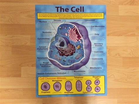 The Cell Chart School Spot