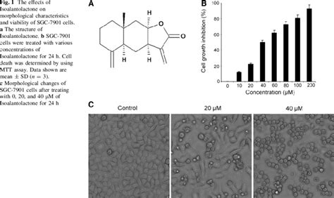 The Effects Of Isoalantolactone On Morphological Characteristics And