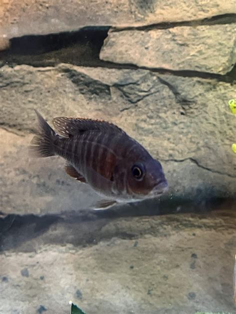 Can You Help Sex This Cichlid R Cichlid