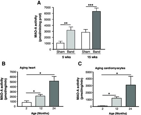 Monoamine Oxidase A Maoa Activity Is Increased In Response To