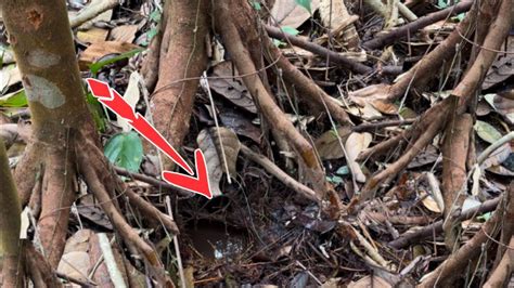 Hampir Semua Penghuni Lubang Ini Nenek Moyang Lembat Yang Sudah Ber