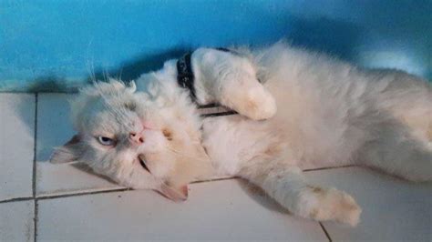 Arti Posisi Tidur Kucing Di Rumah Berikut Penjelasan Lengkap