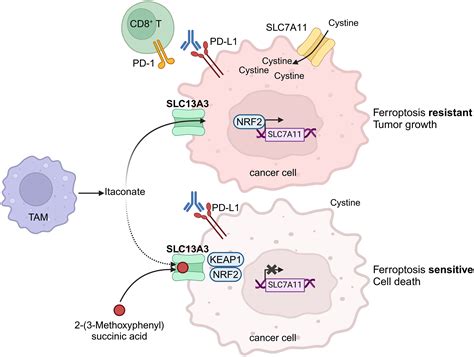 Itaconate Promotes An Unexpected Tumor Immune Escape Mechanism Cancer Cell