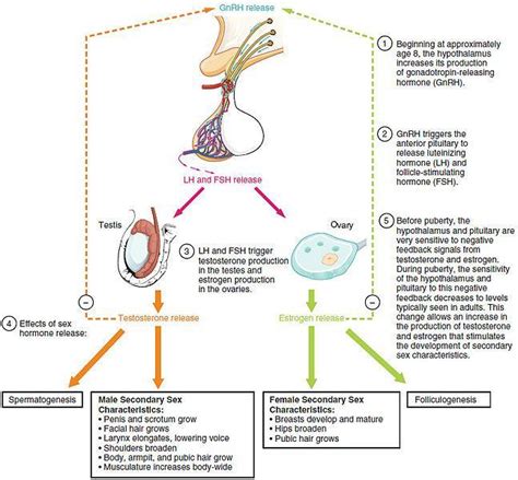 Luteinizing Hormone What Role Does Lh Play In Fertility Center For Human Reproduction