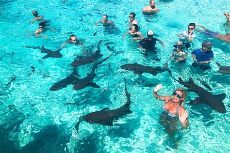 Swim With Nurse Sharks Bahamas What To Know About Compass Cay