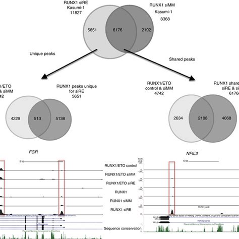 Runx Eto Silencing Leads To Changes In Rna Polymerase Ii Occupancy And