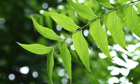 Neem Leaves: 7 Amazing Benefits & 6 Medicinal Uses