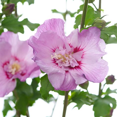 Garteneibisch Tahiti Hibiscus Syriacus Tahiti Günstig Kaufen