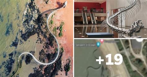 Giant Skeleton Titanoboa Discovered On Google Earth Has Gone Viral On